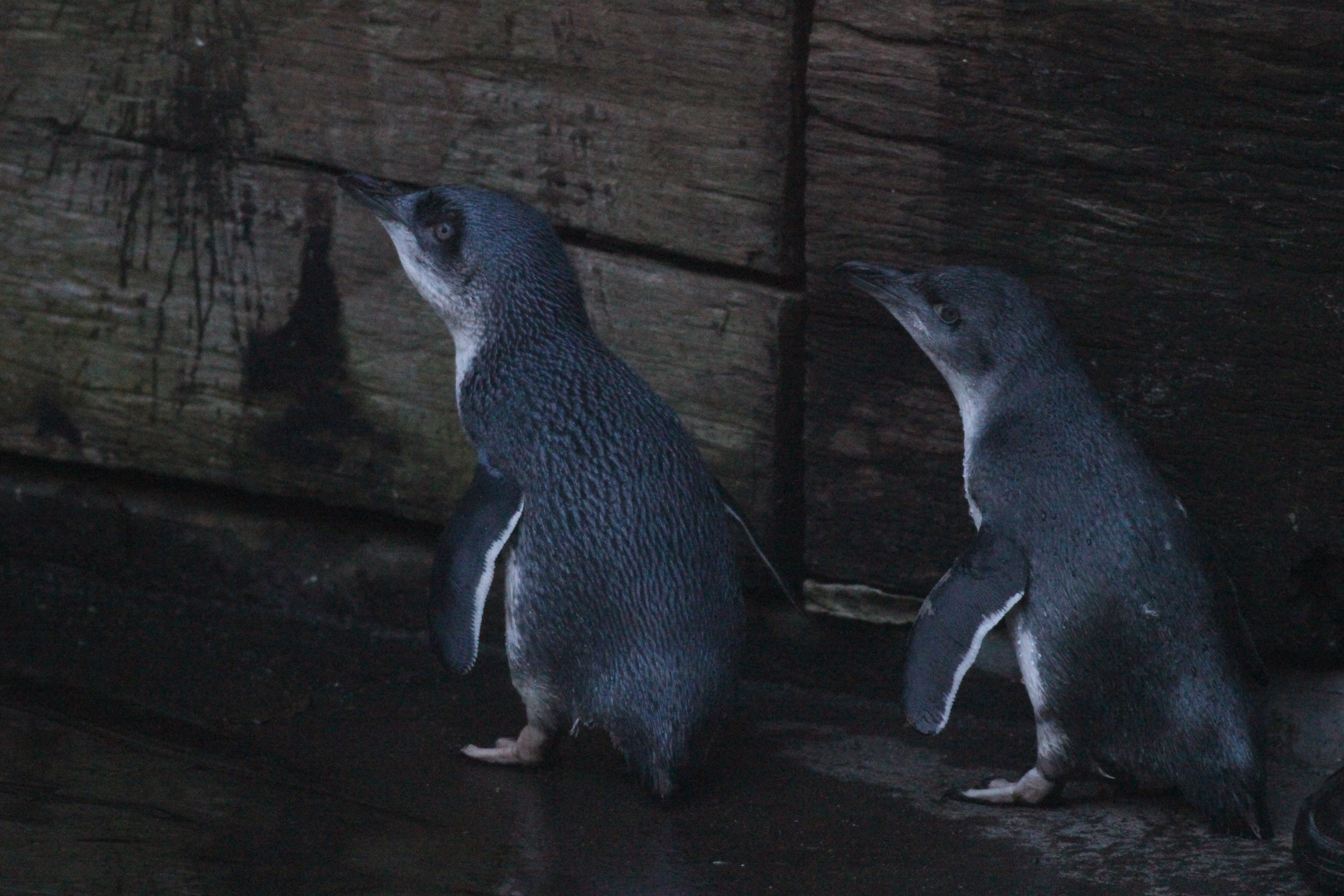 Little Blue Penguins