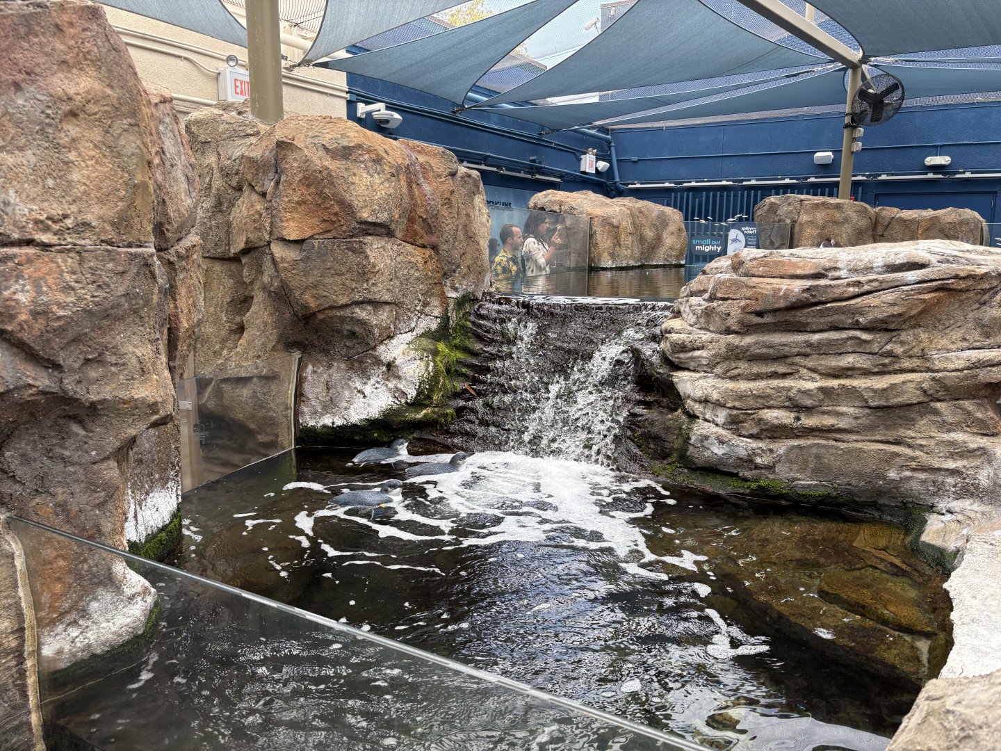 Little Blue Penguins