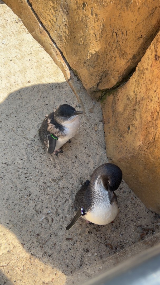 Little Blue Penguins