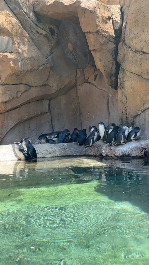 Little Blue Penguins