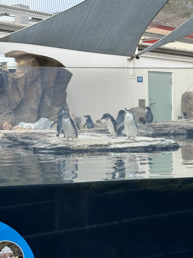 Little Blue Penguins