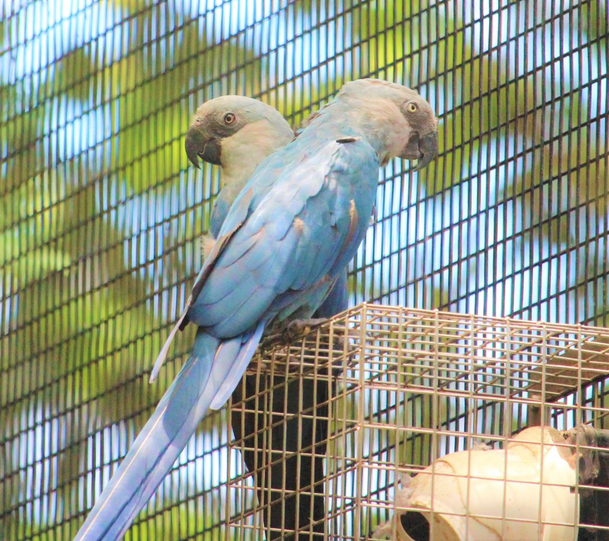 Little Blues (Cyanopsitta spixii)