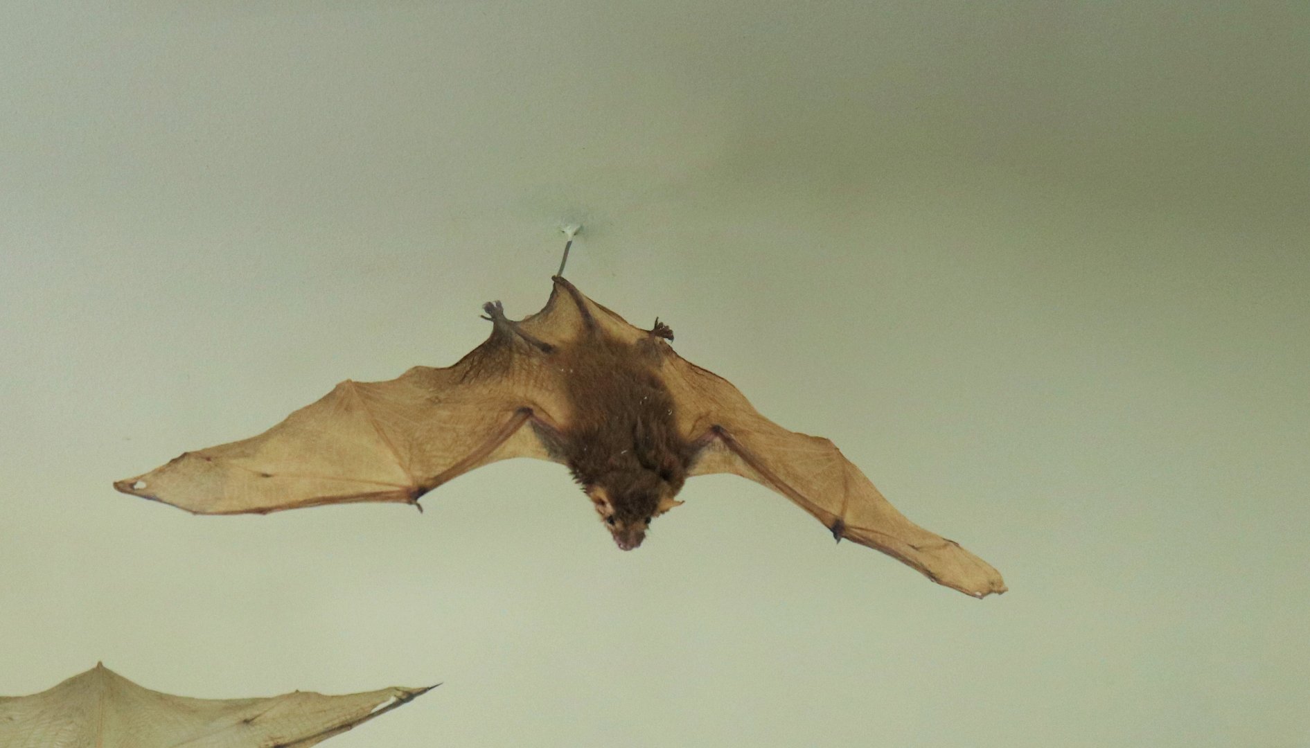 Little Broad-nosed Bat (Scotorepens greyii)