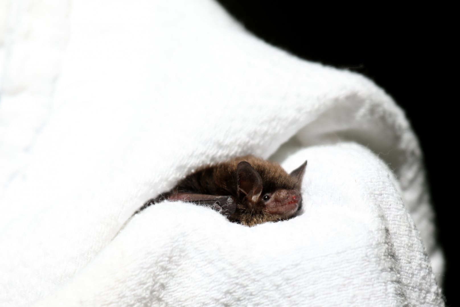 little brown bat or little brown myotis (Myotis lucifugus)