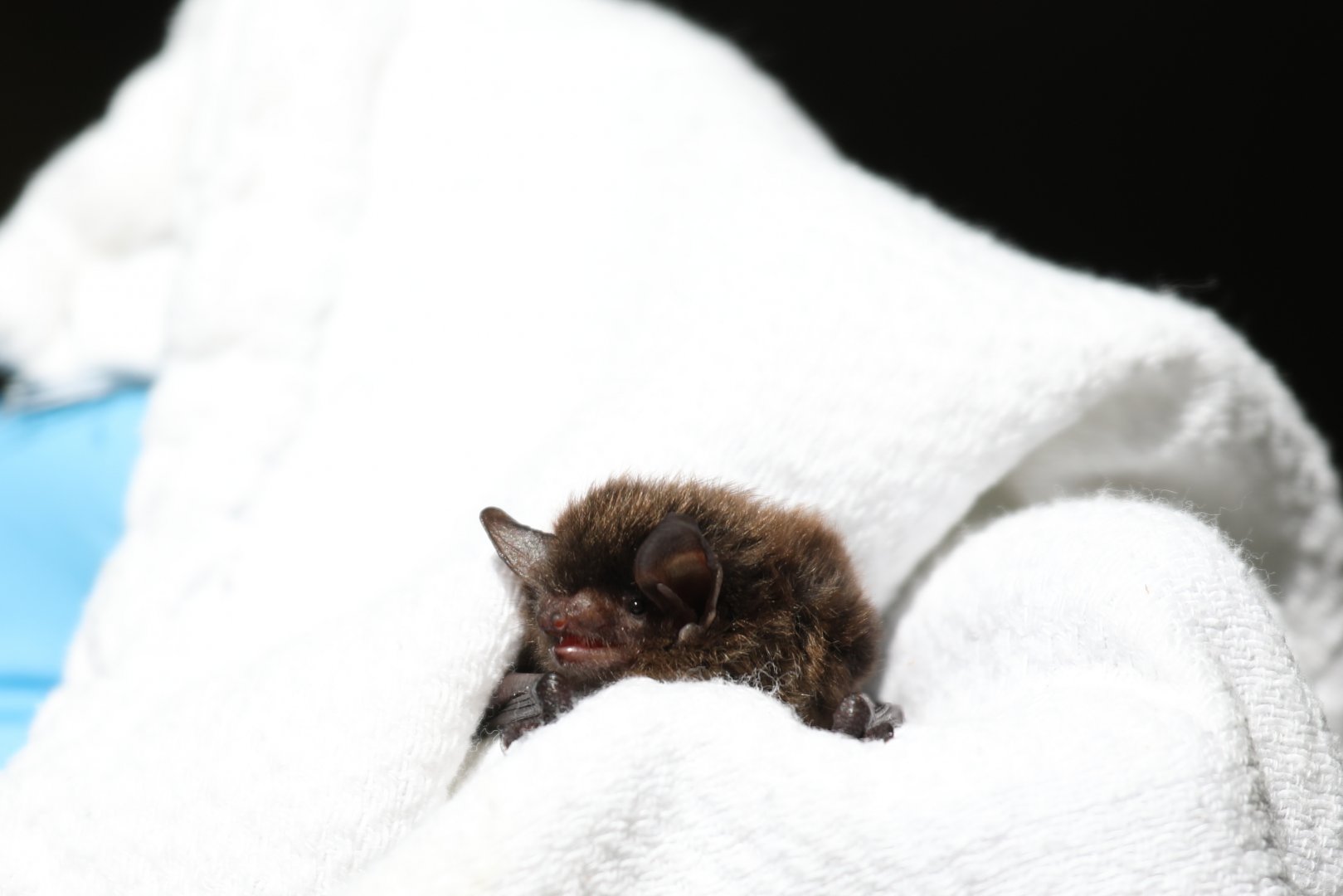 little brown bat or little brown myotis (Myotis lucifugus)