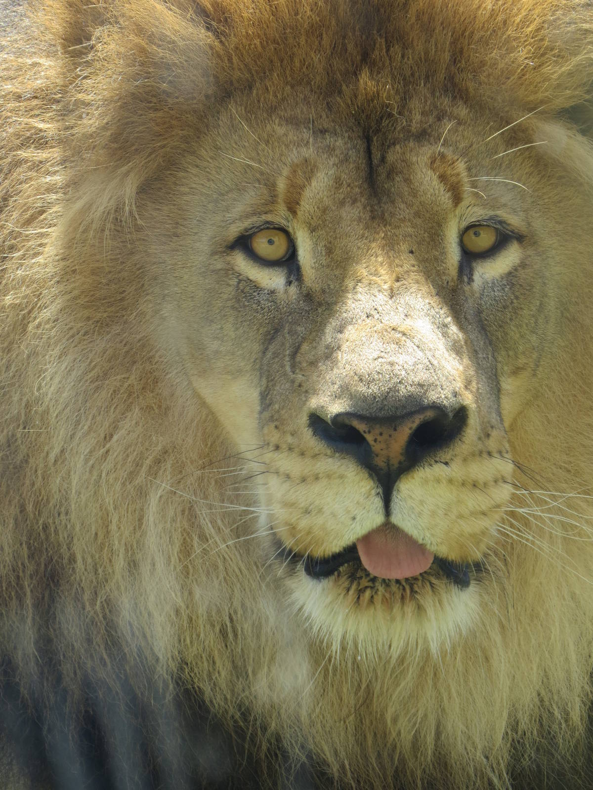 Little Bub look a like