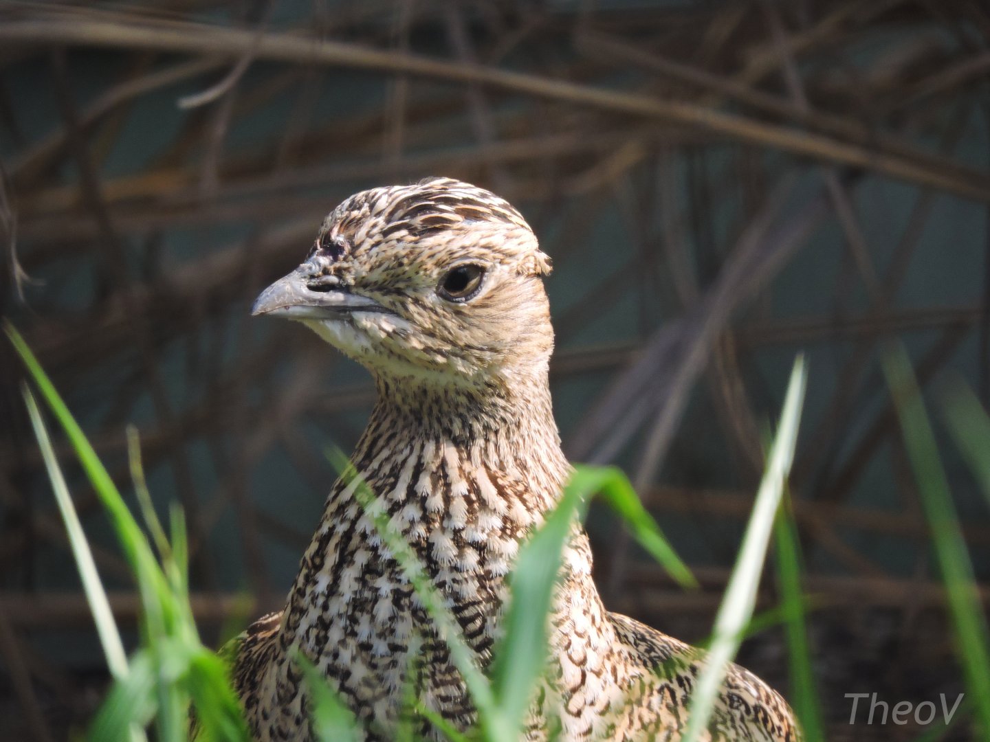 Little bustard [2017]