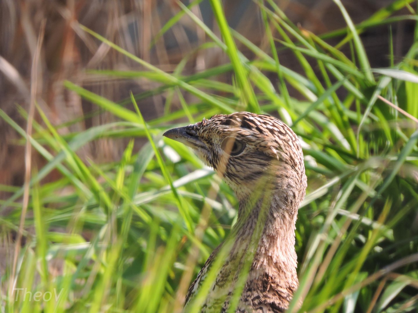 Little bustard [2017]