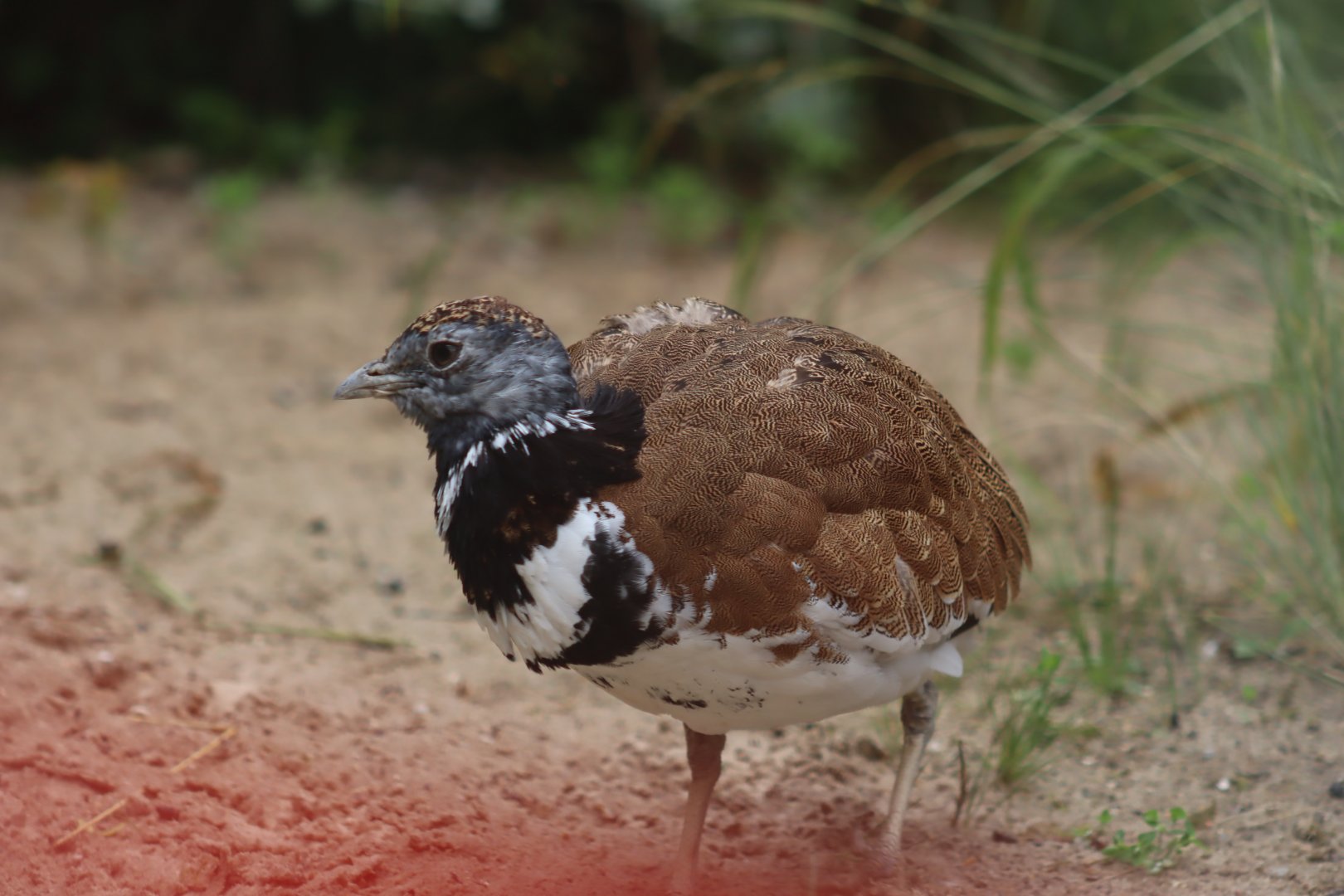 Little Bustard - 6th July 2024