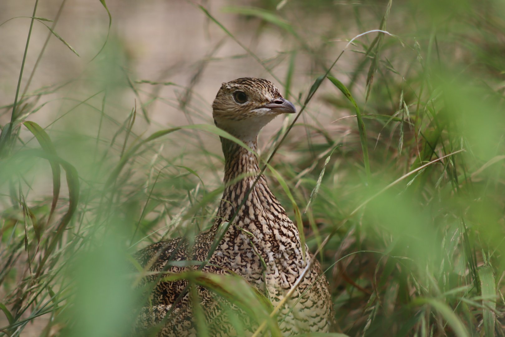 Little Bustard - 6th July 2024