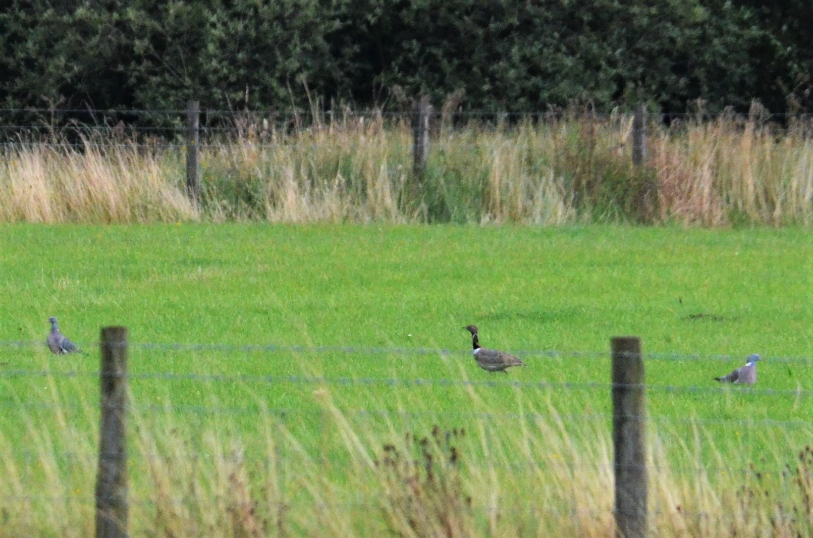 Little Bustard at Mickletown Methley (W. Yorks), 10/08/19