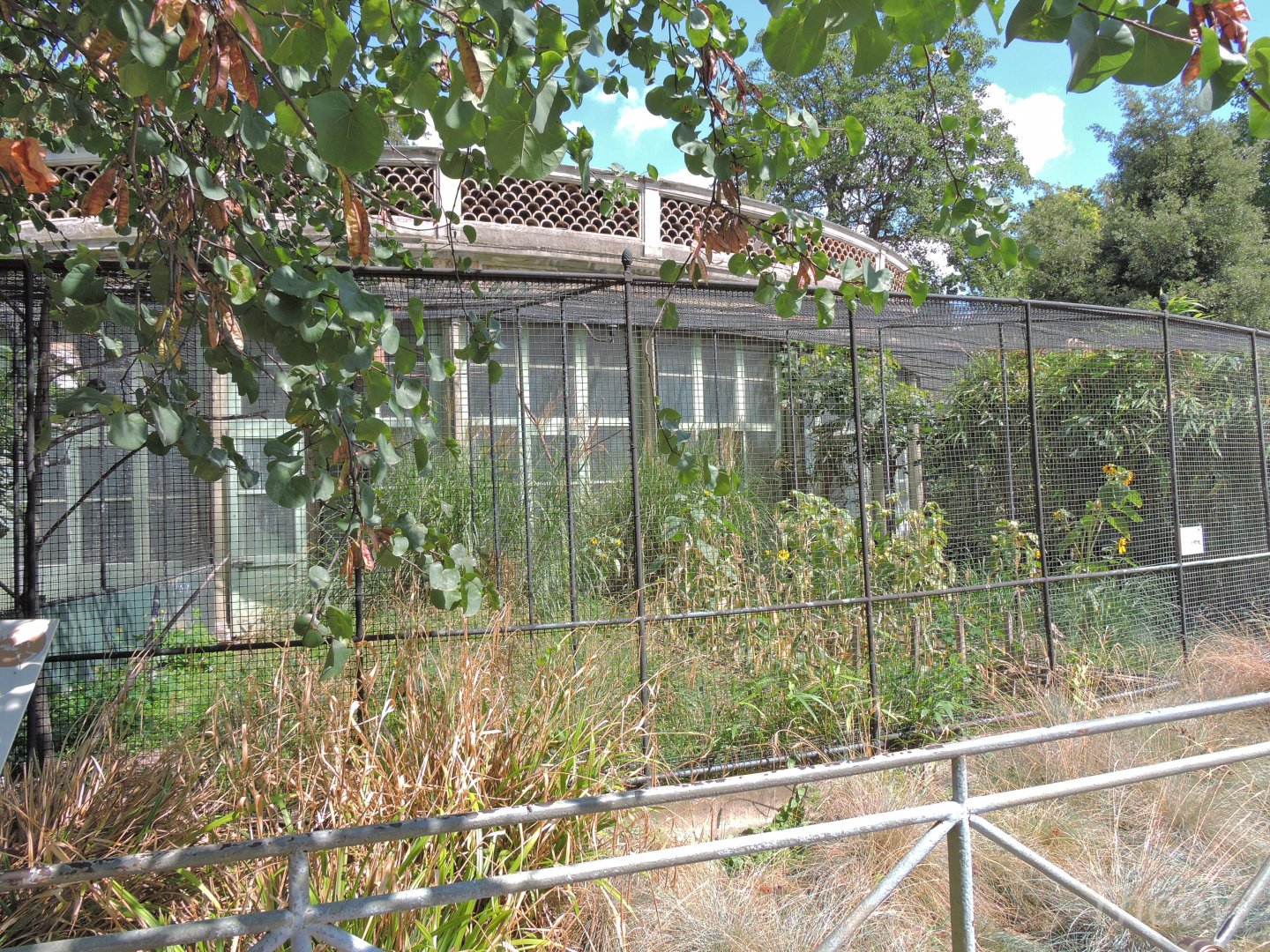 Little bustard aviary [2015]