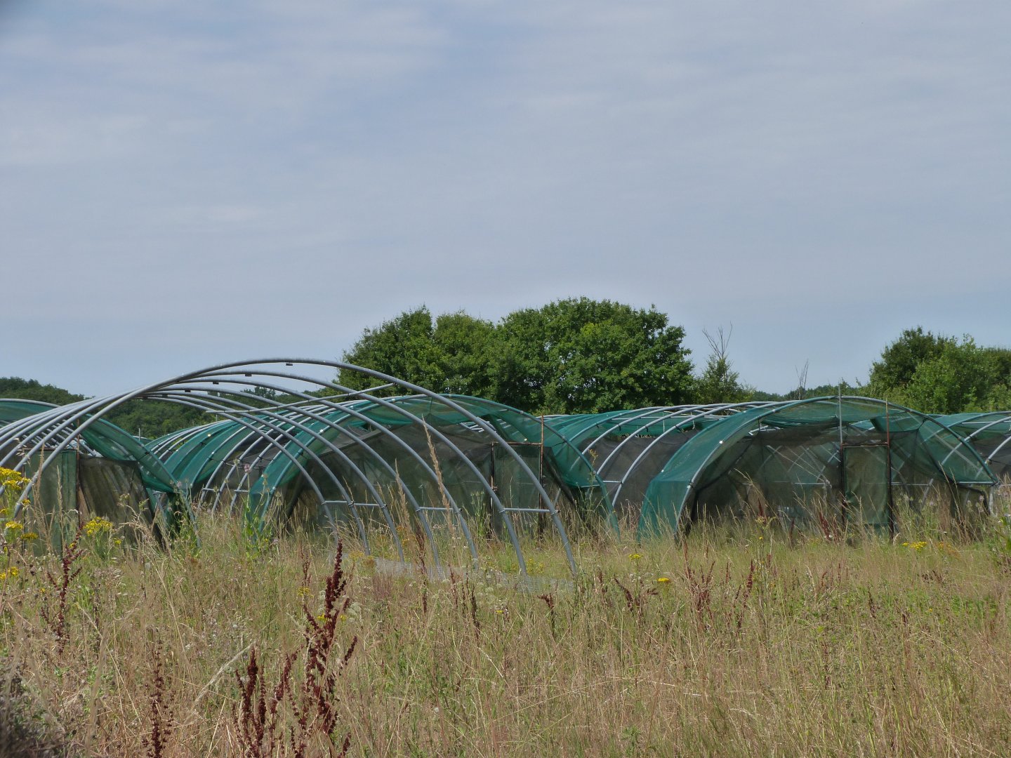 Little bustard breeding center -Zoodyssée (2025)