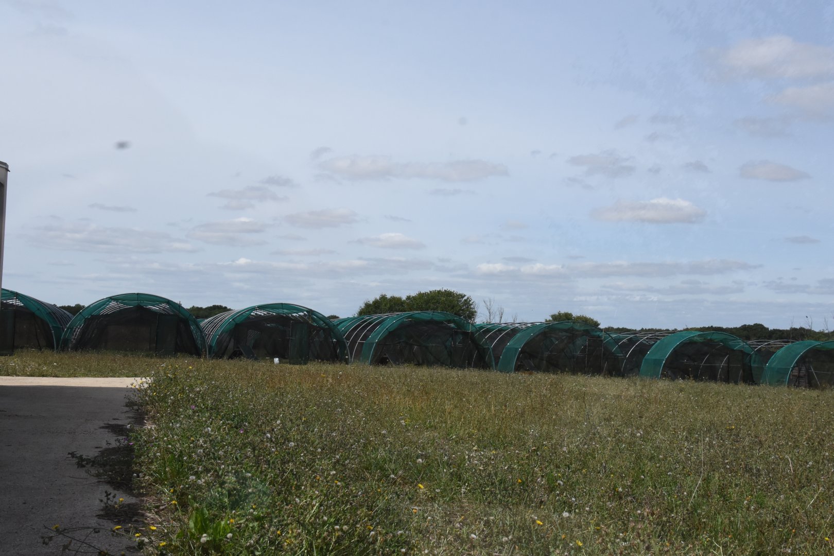 Little Bustard breeding centre