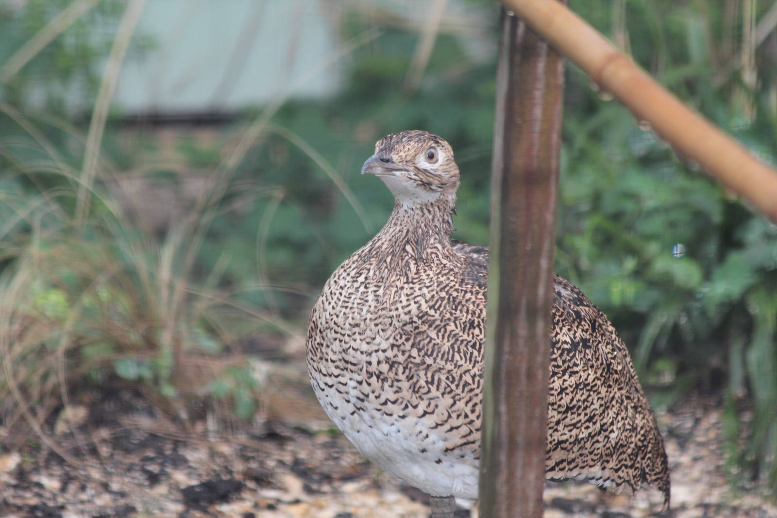 Little Bustard - Jan 2014