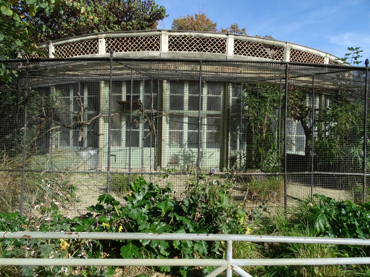 Little bustard (Tetrax tetrax) aviary
