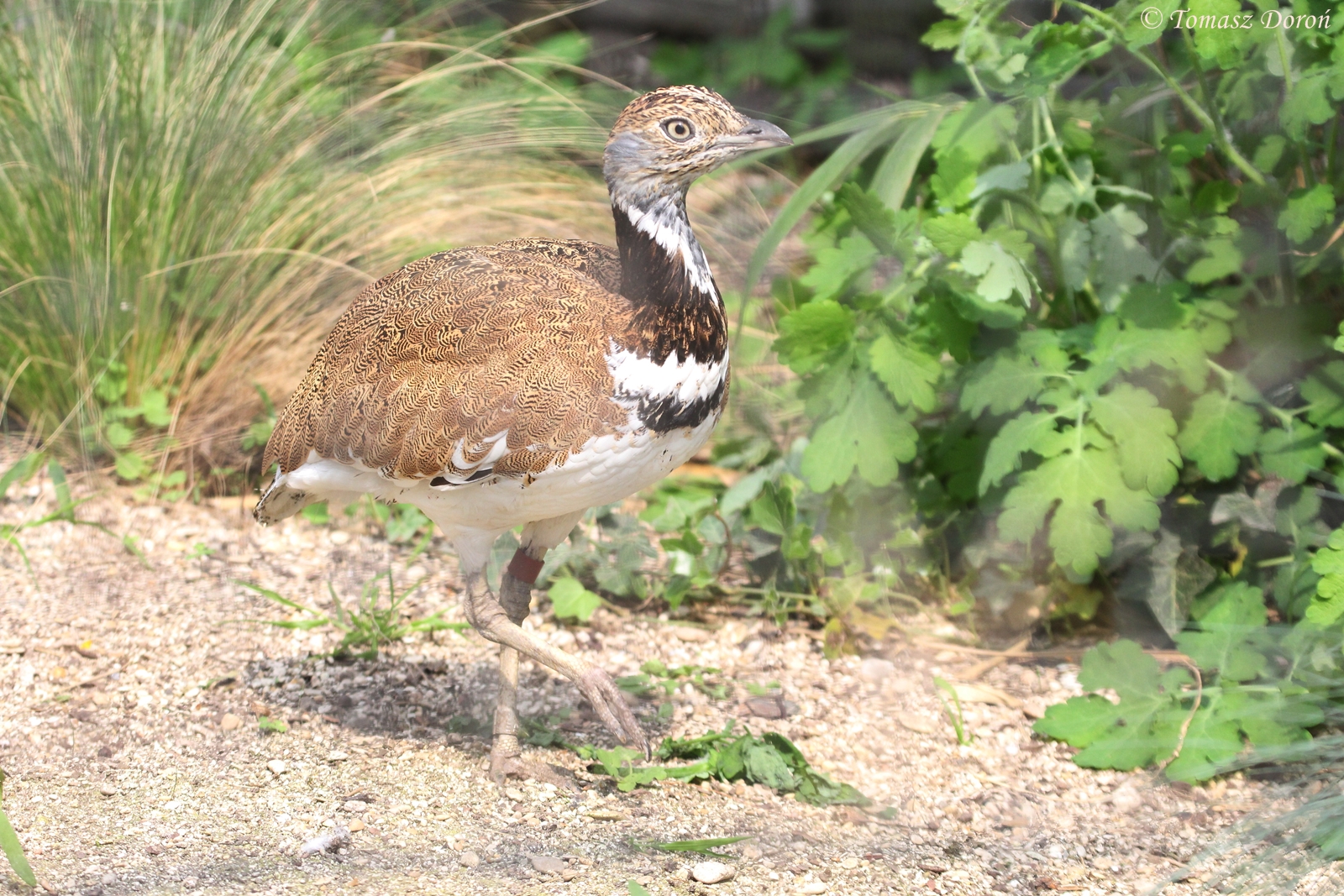 Little Bustard (Tetrax tetrax), male, April 2015
