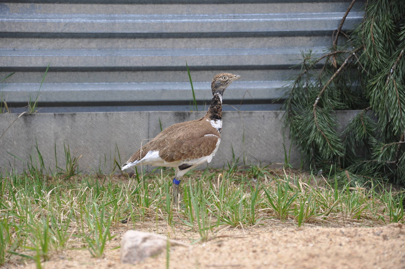 Little bustard/ Tetrax tetrax