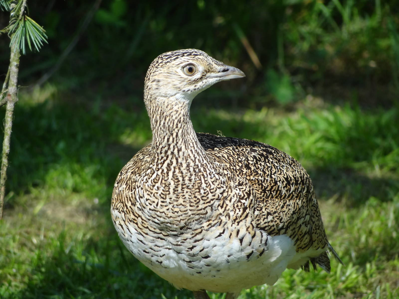 Little bustard (Tetrax tetrax)