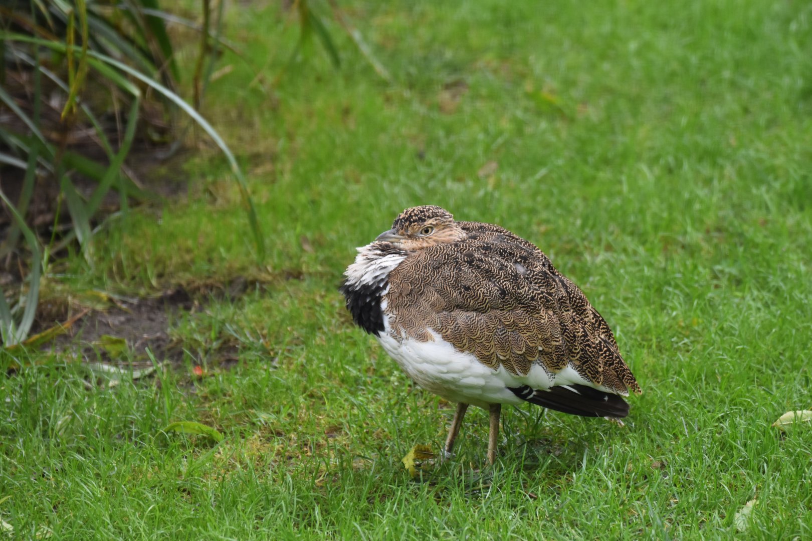 Little bustard (Tetrax tetrax)