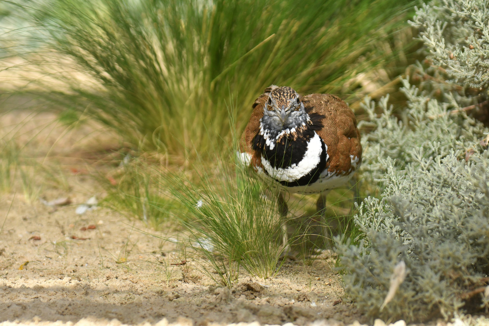 Little bustard (Tetrax tetrax)