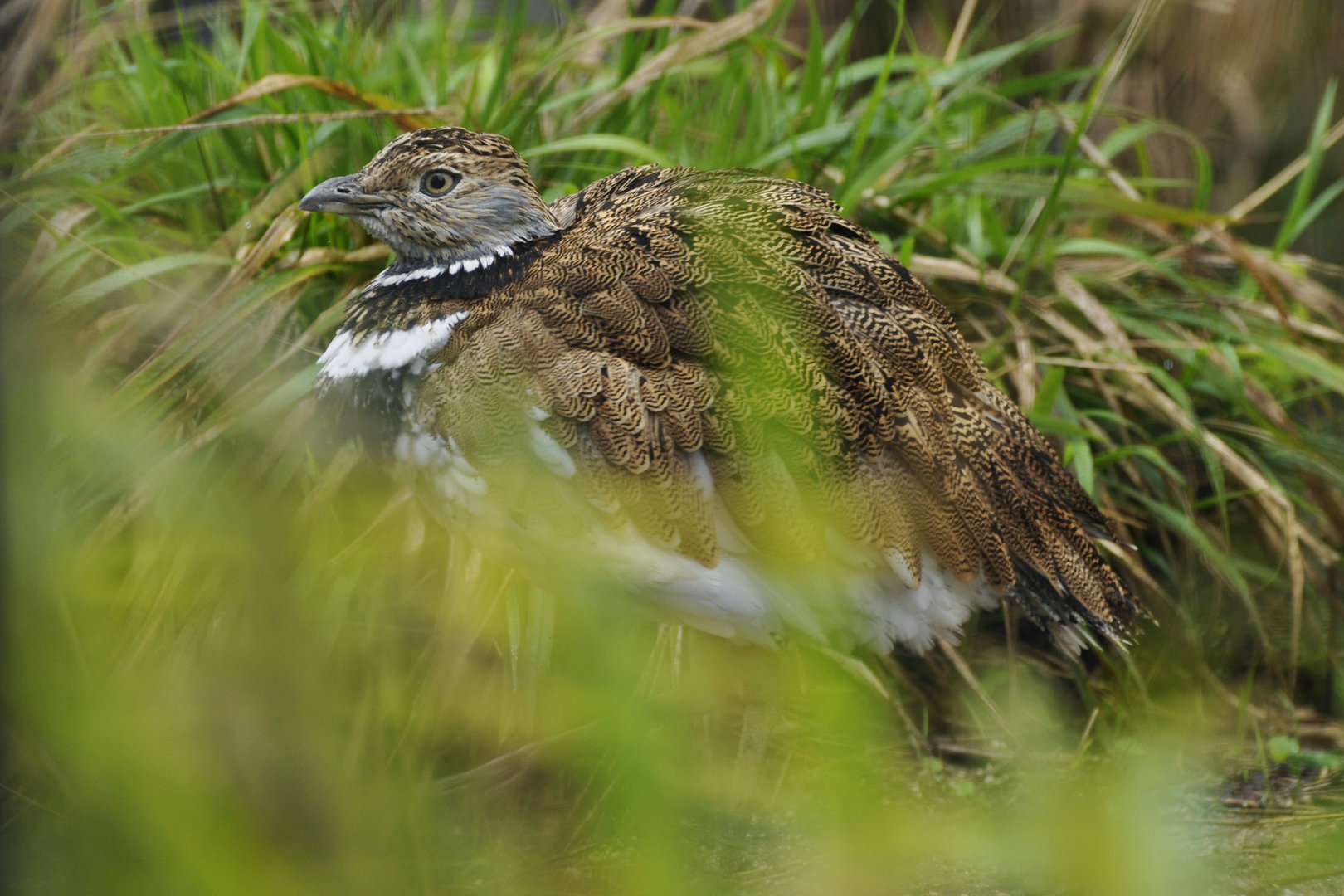 Little bustard (Tetrax tetrax)
