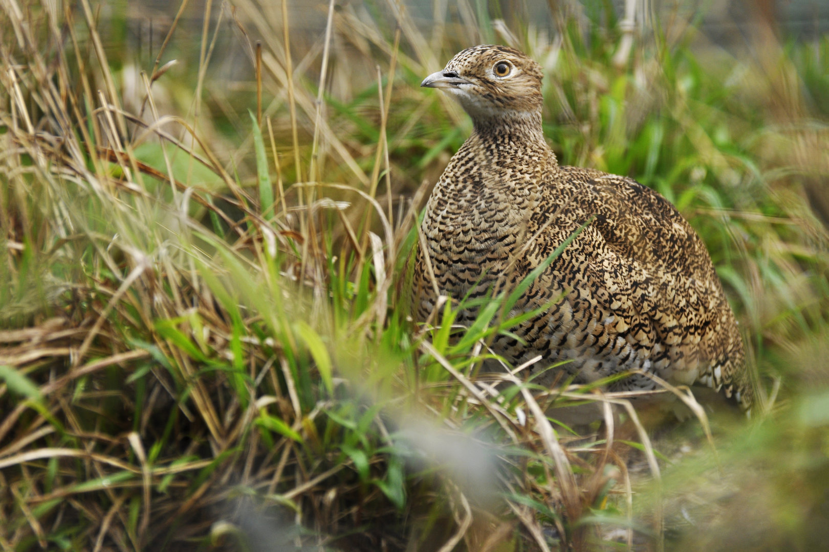 Little bustard (Tetrax tetrax)