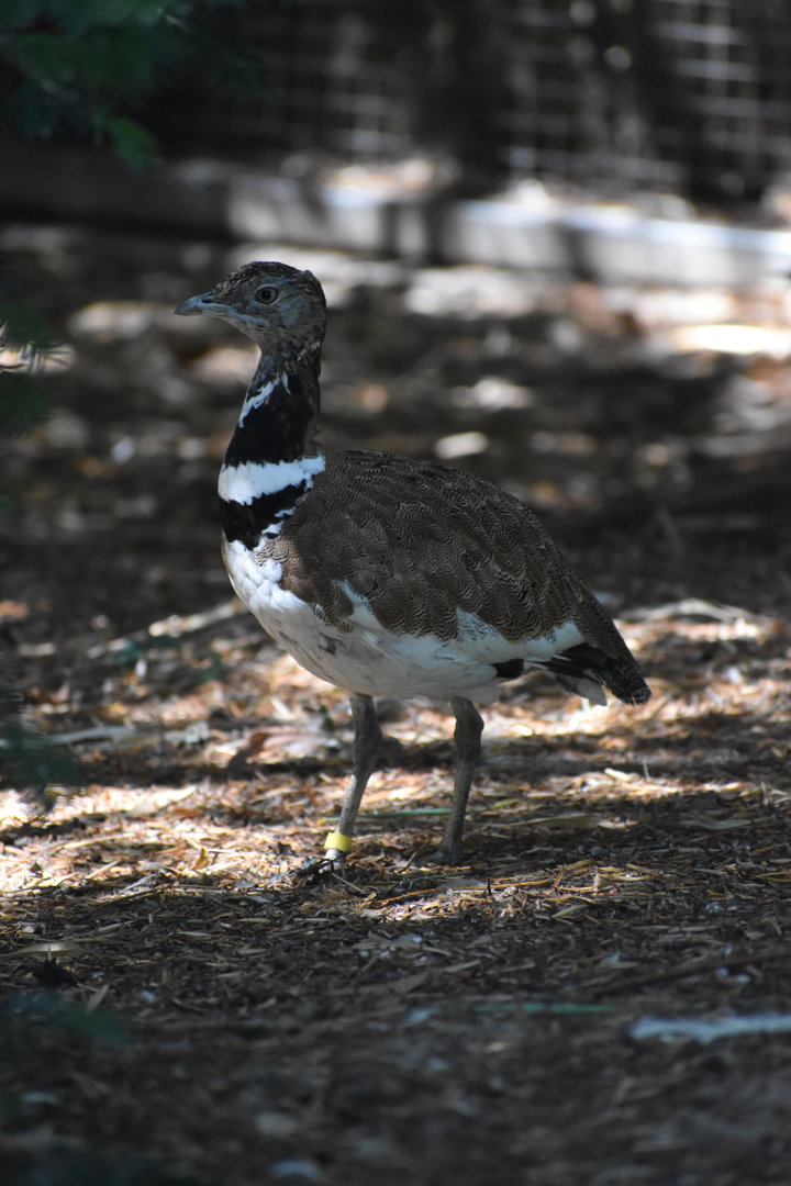 Little Bustard - Tetrax tetrax