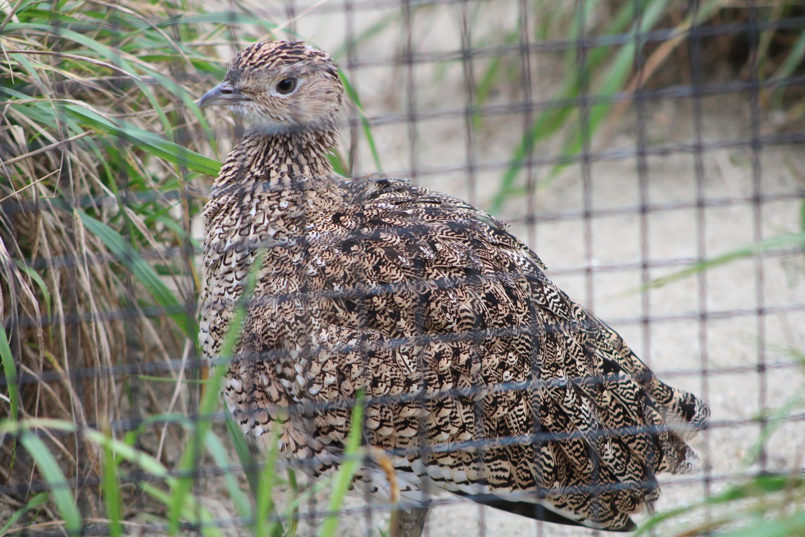 Little Bustard (Tetrax tetrax)