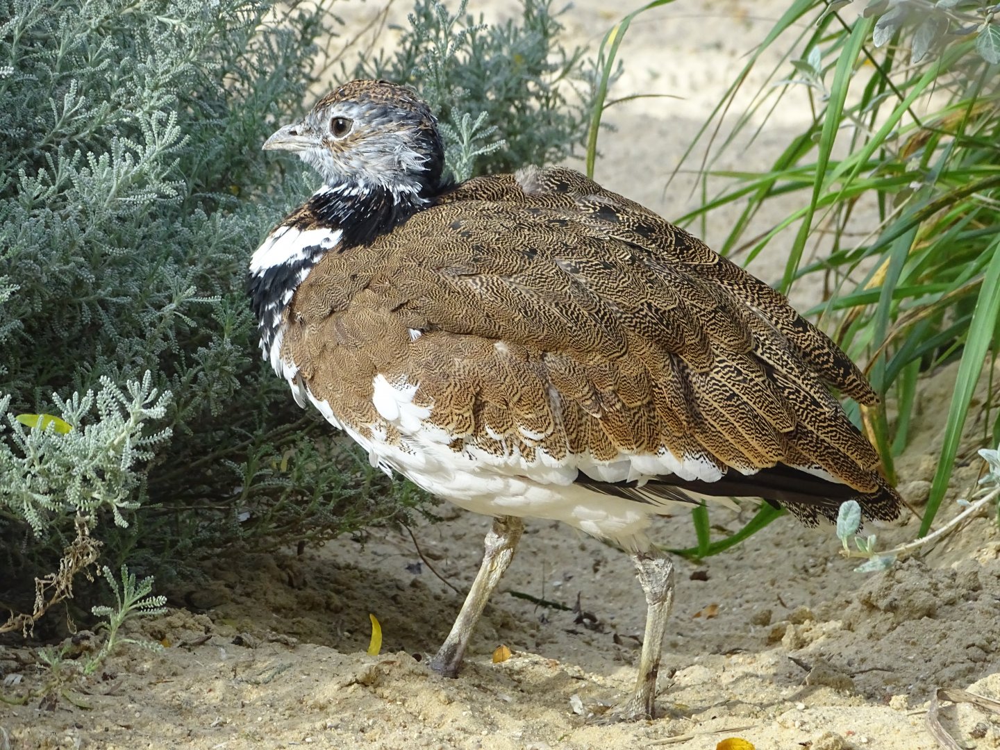 Little bustard (Tetrax Tetrax)