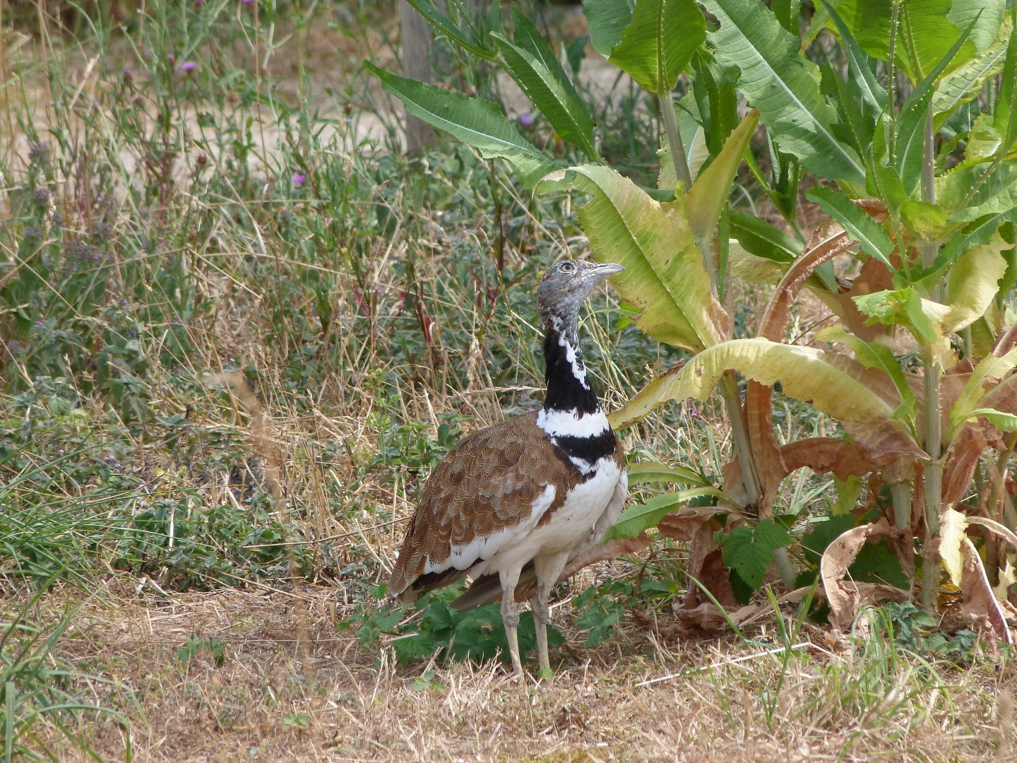 Little bustard -Zoodyssée (2025)