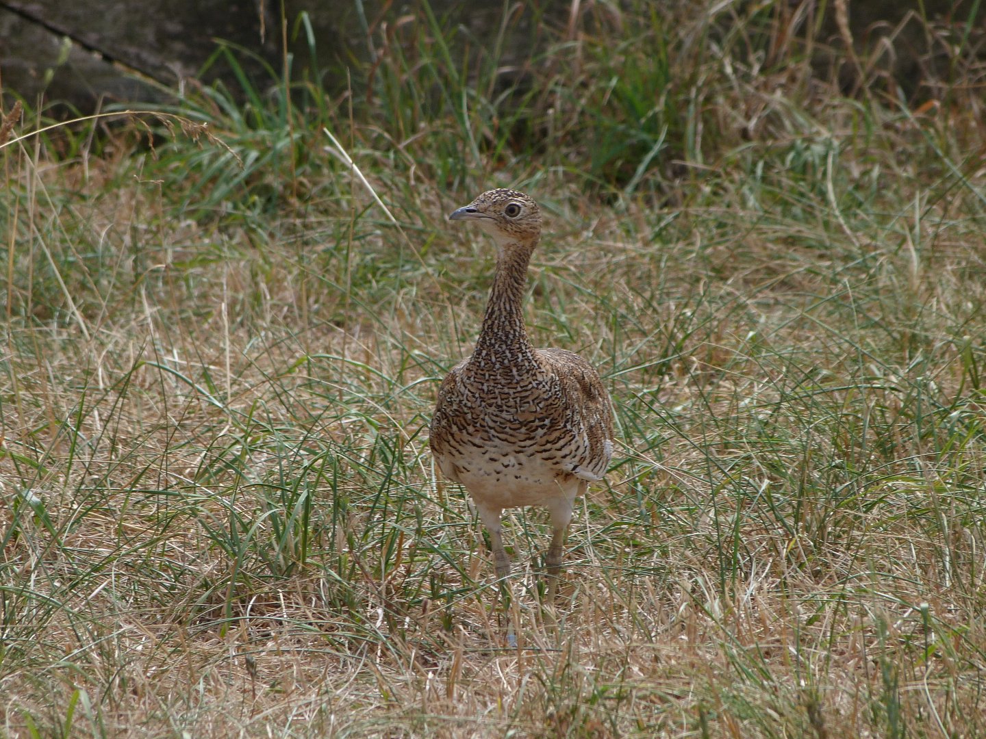 Little bustard -Zoodyssée (2025)