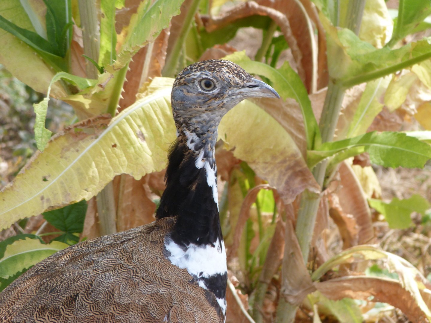 Little bustard -Zoodyssée (2025)