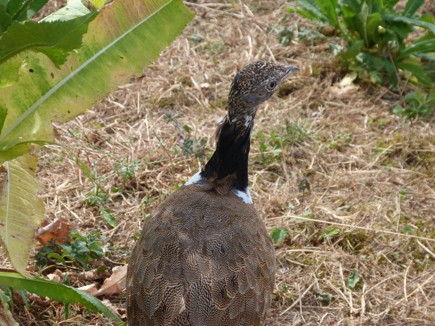 Little bustard -Zoodyssée (2025)