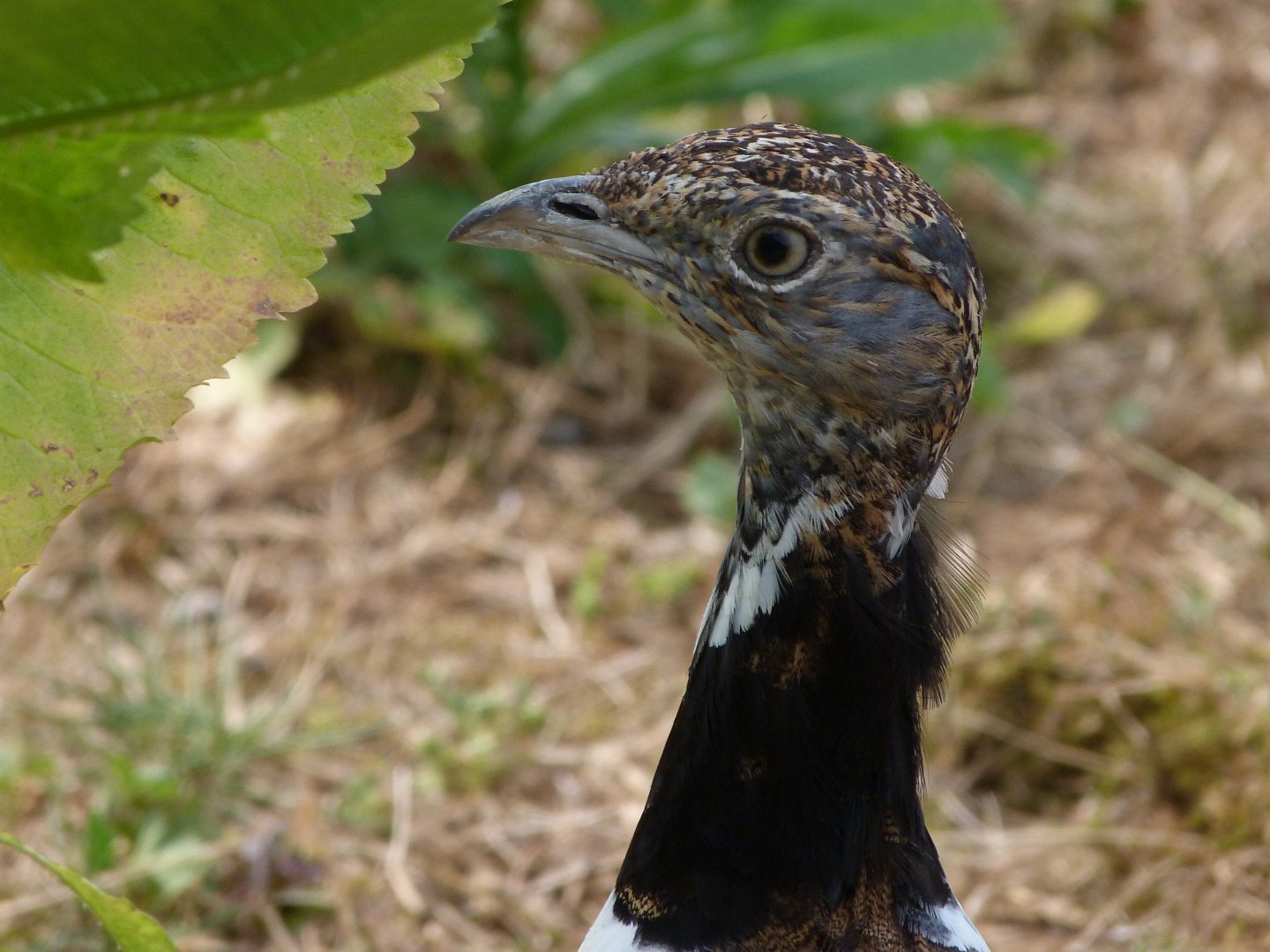 Little bustard -Zoodyssée (2025)
