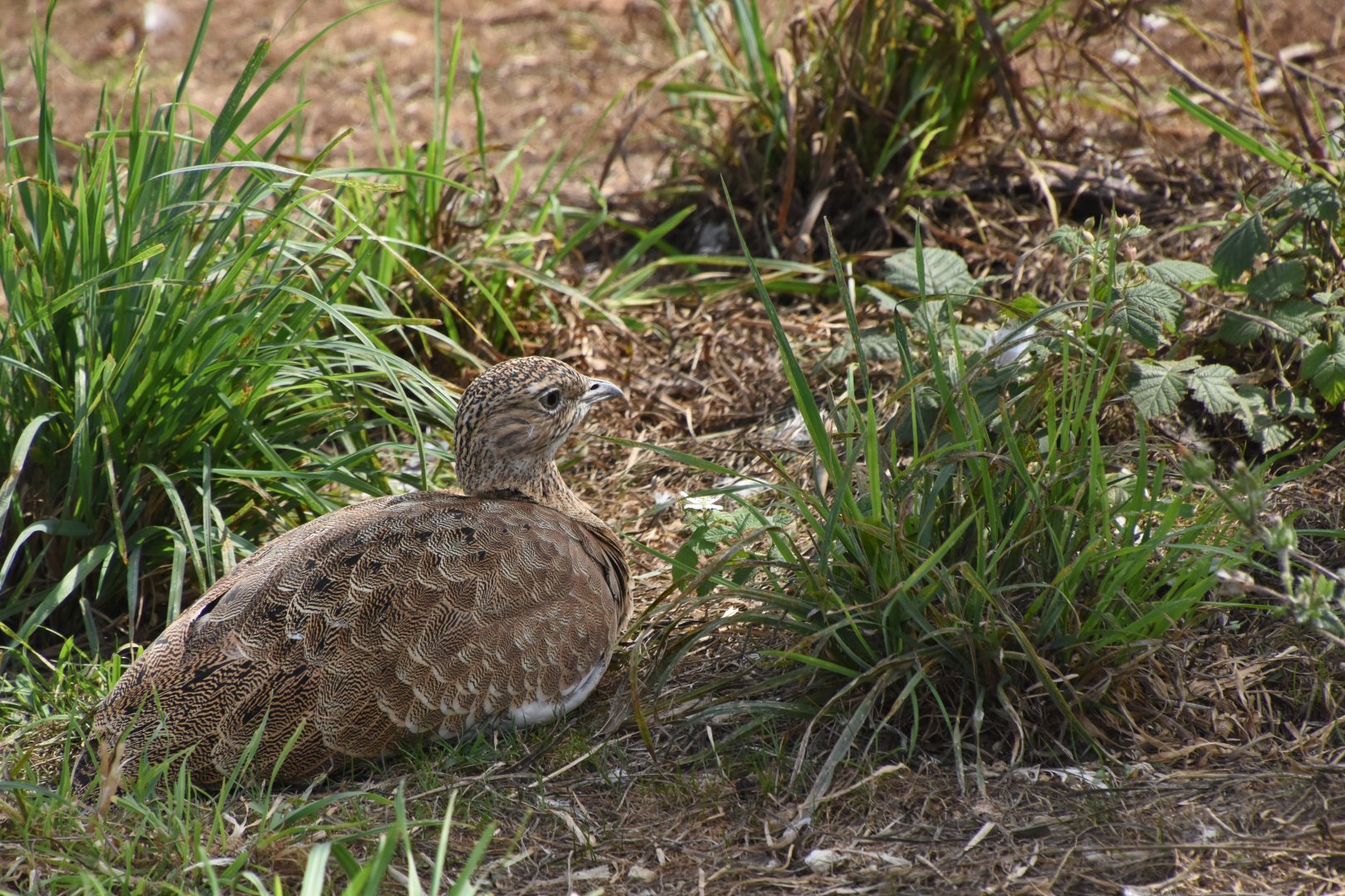 Little Bustard