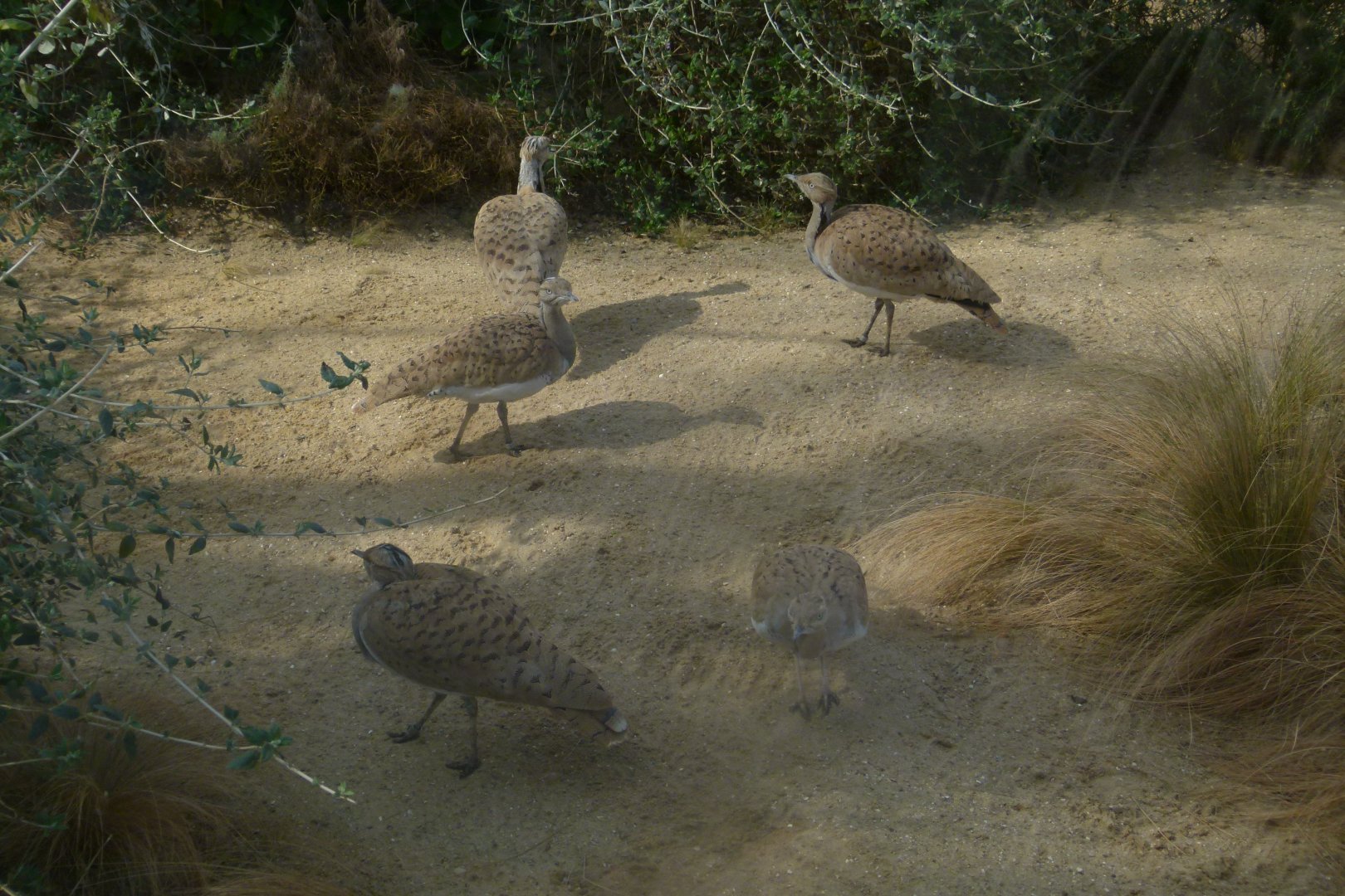 Little Bustards