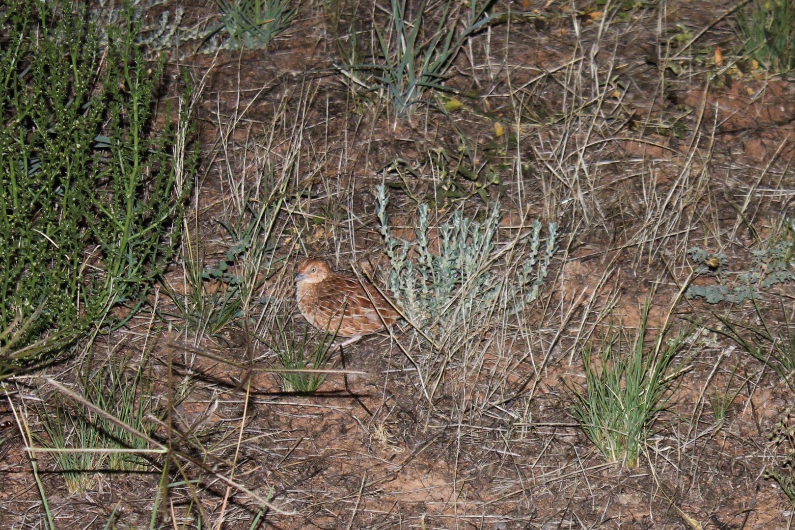 Little Button-quail (Turnix velox)