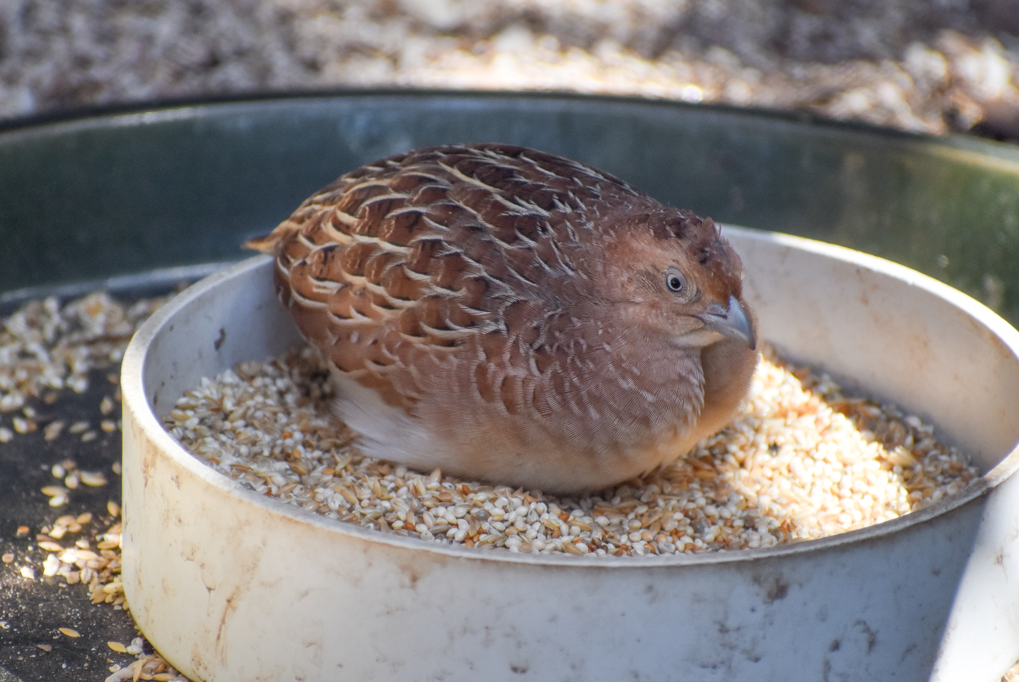 Little Buttonquail