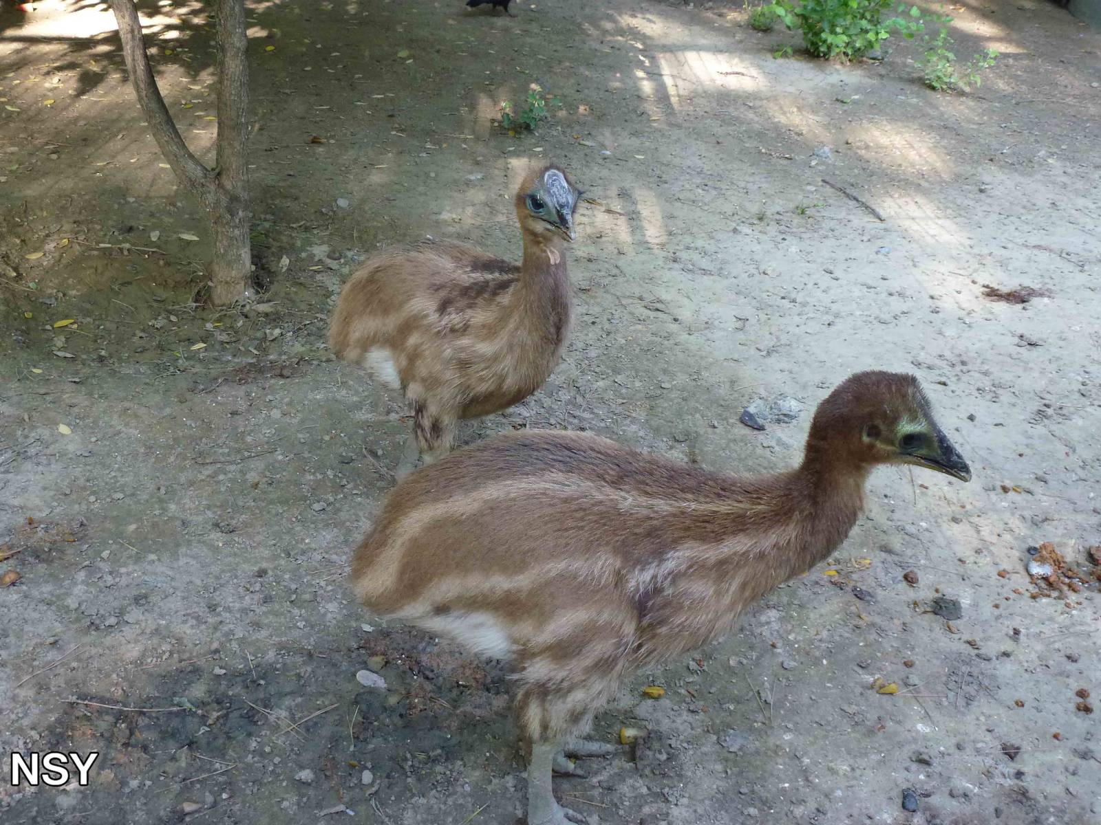 Little cassowaries, July 2013.