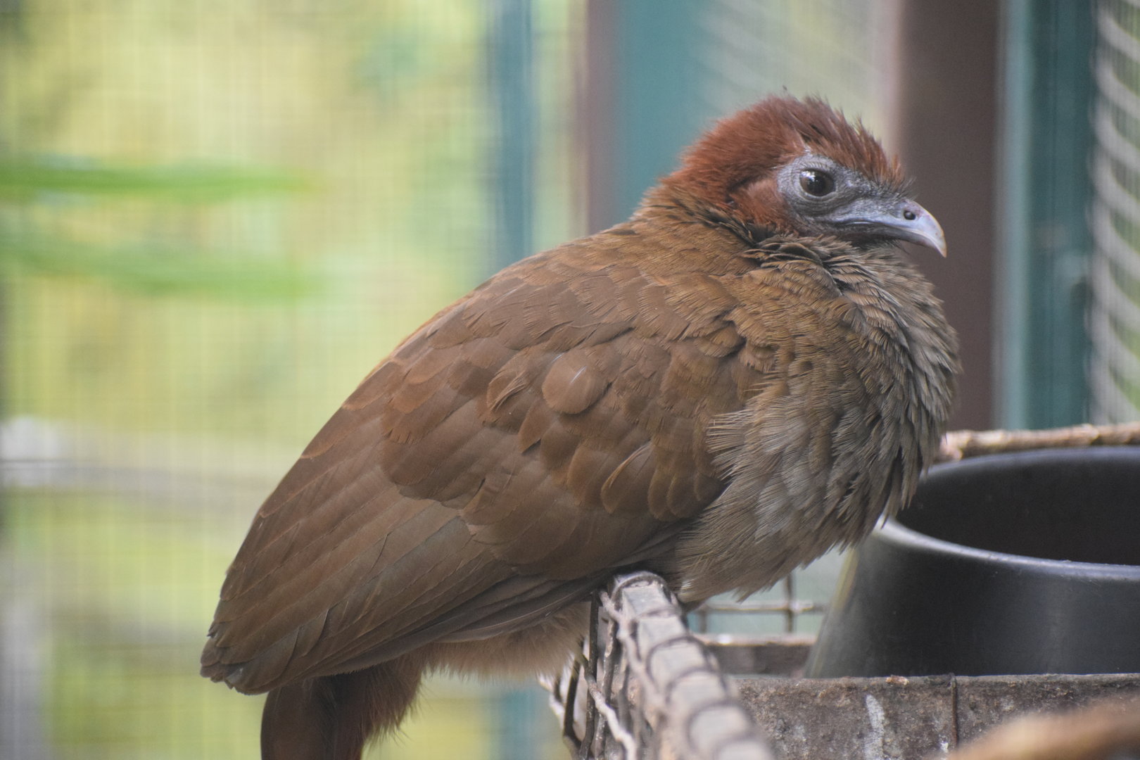 Little chachalaca - August 2023