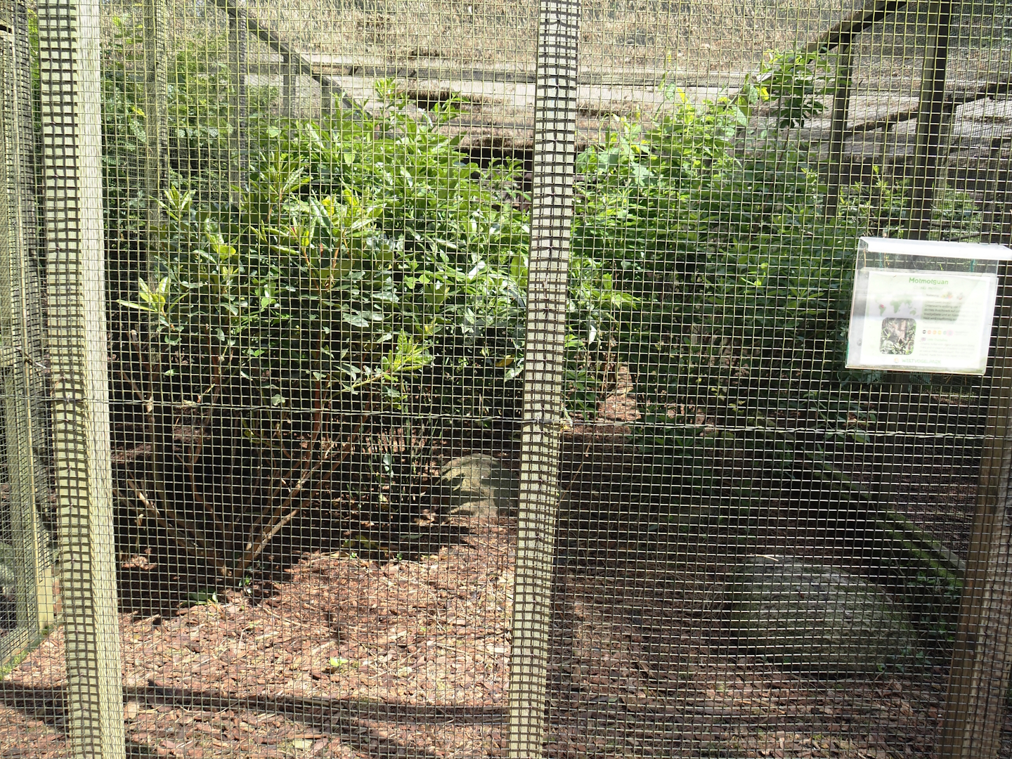 Little chachalaca aviary, 2024-05-23