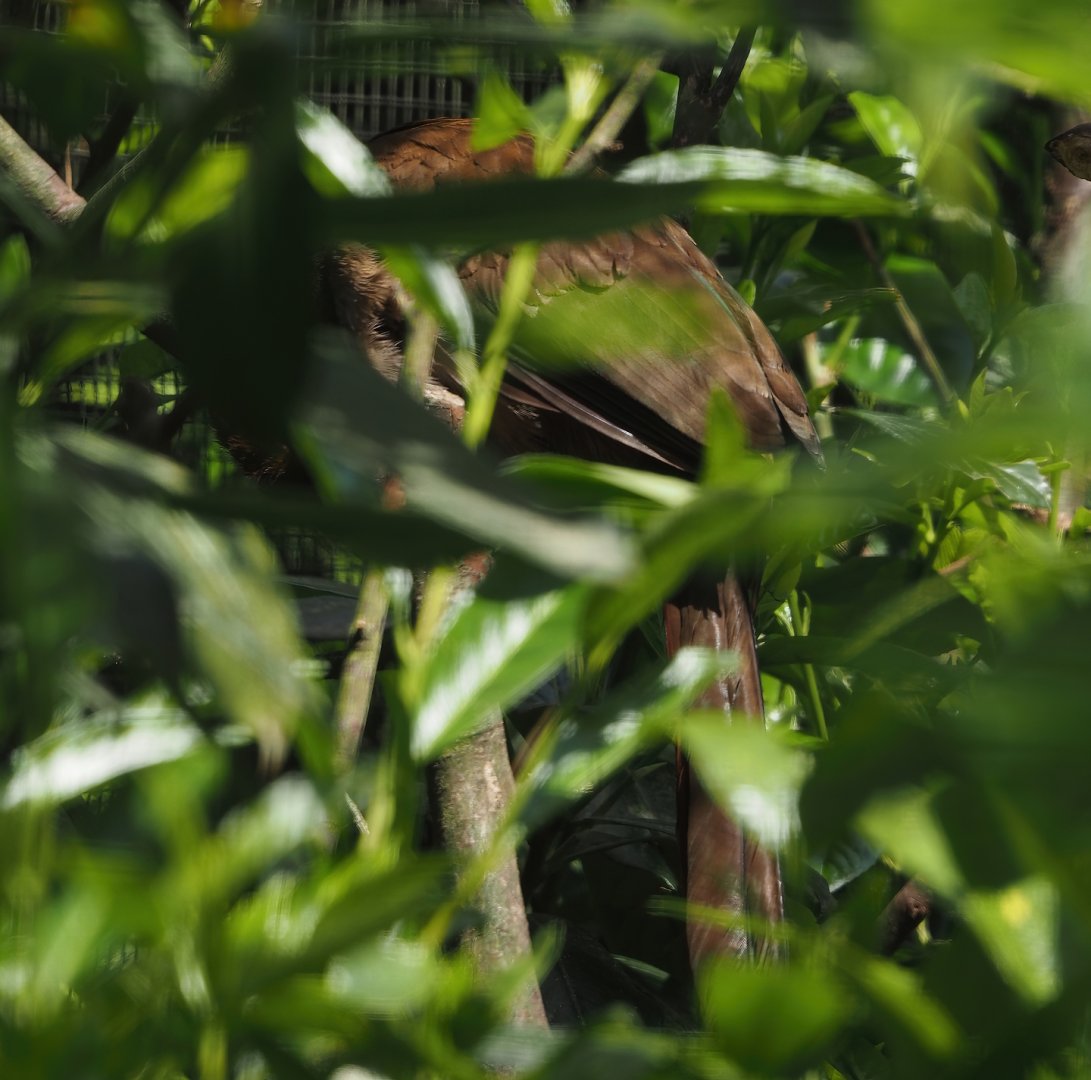 Little chachalaca (Ortalis motmot), 2024-05-23
