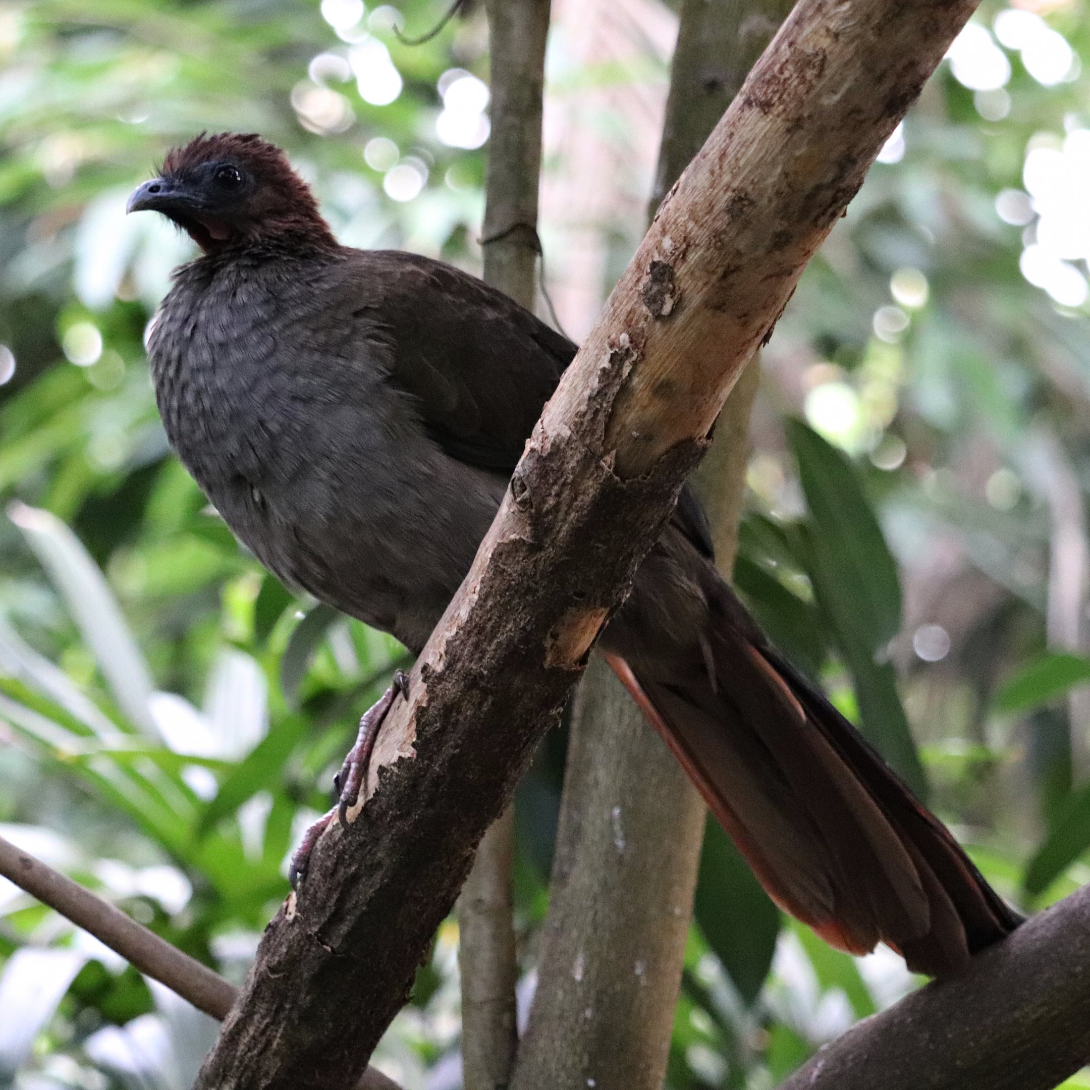 Little chachalaca (Ortalis motmot) in the Jungle Trail