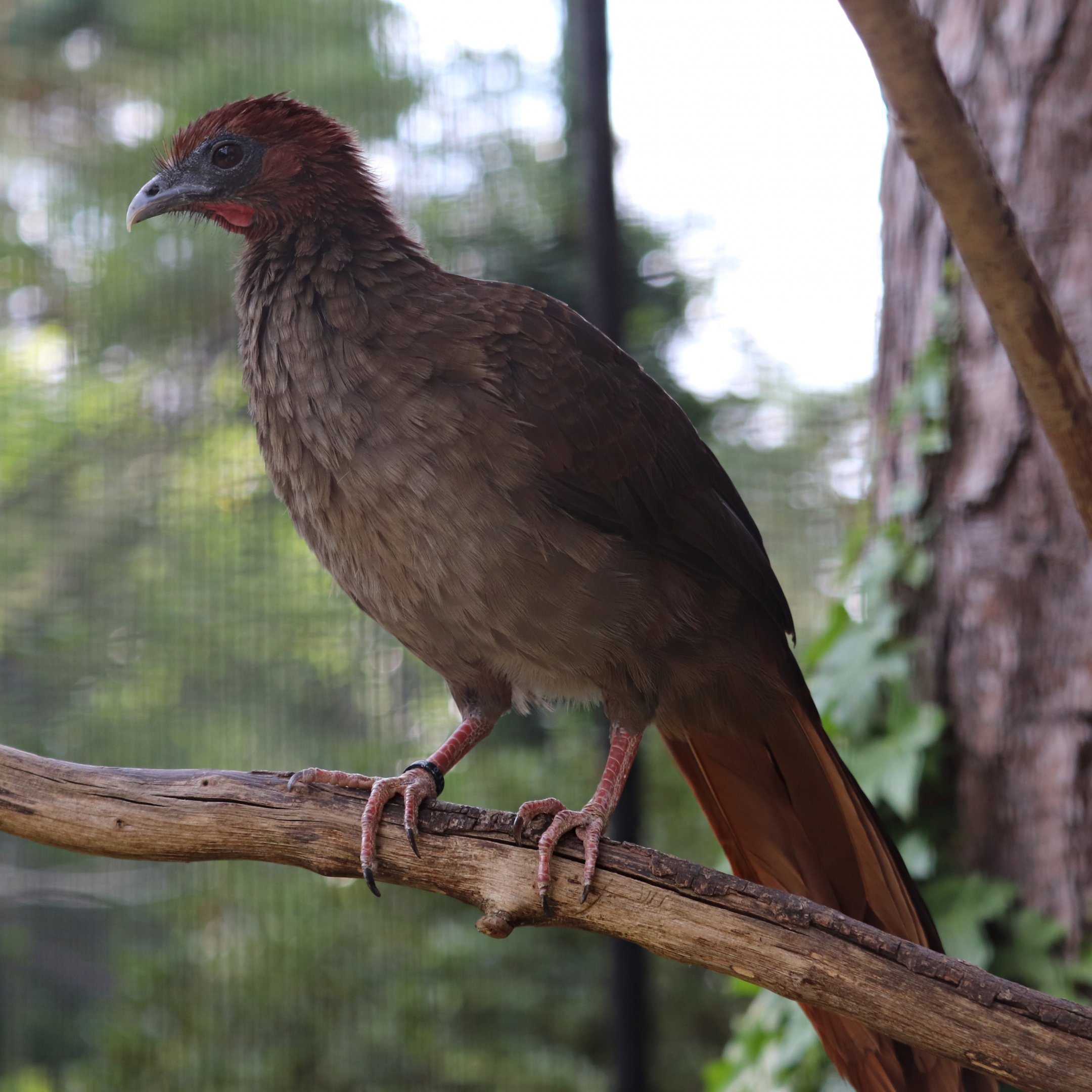 Little chachalaca (Ortalis motmot)
