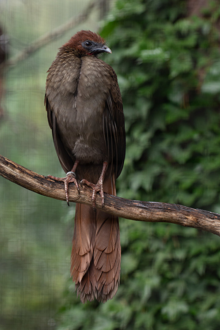 Little chachalaca (Ortalis motmot)