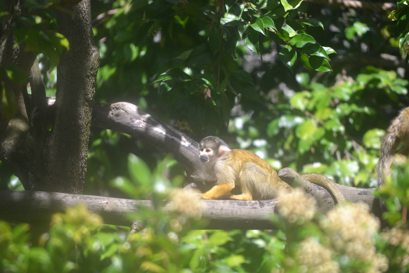 Little Cheche is growing up