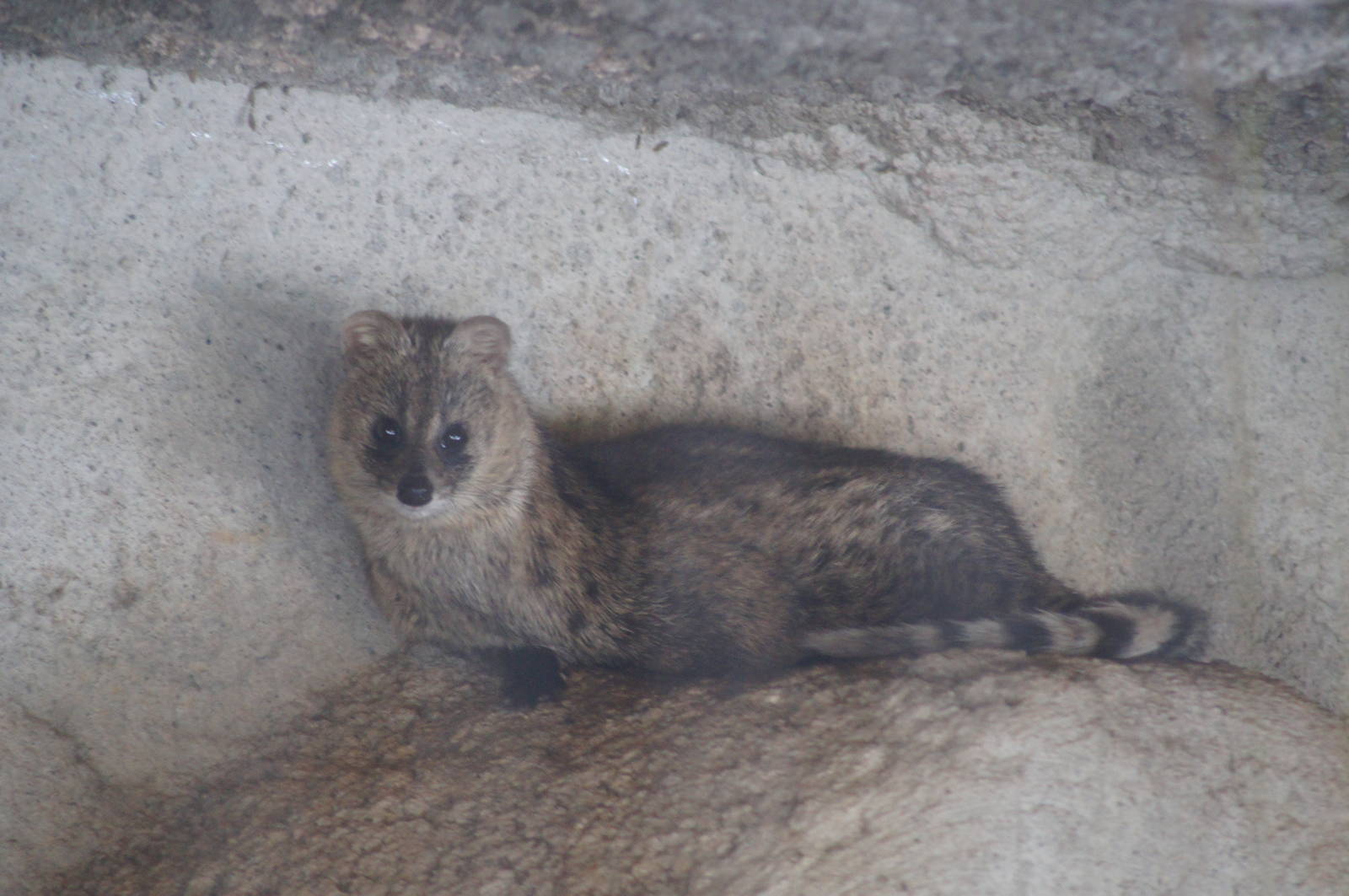 Little chinese civet
