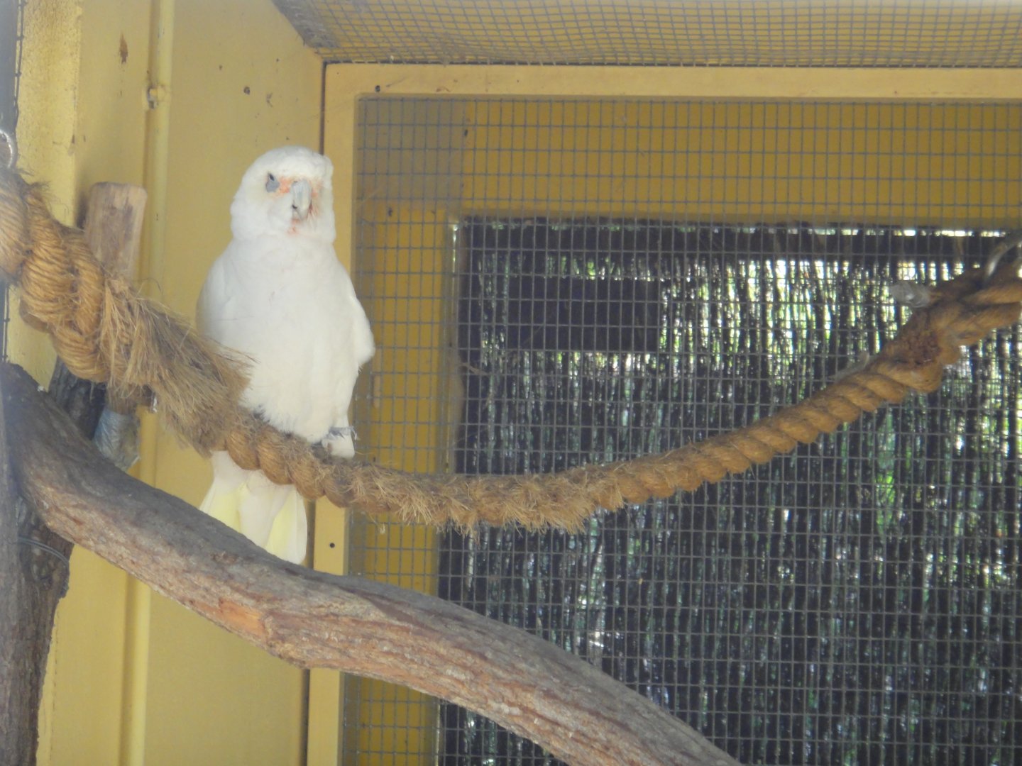 Little Corella (2011)