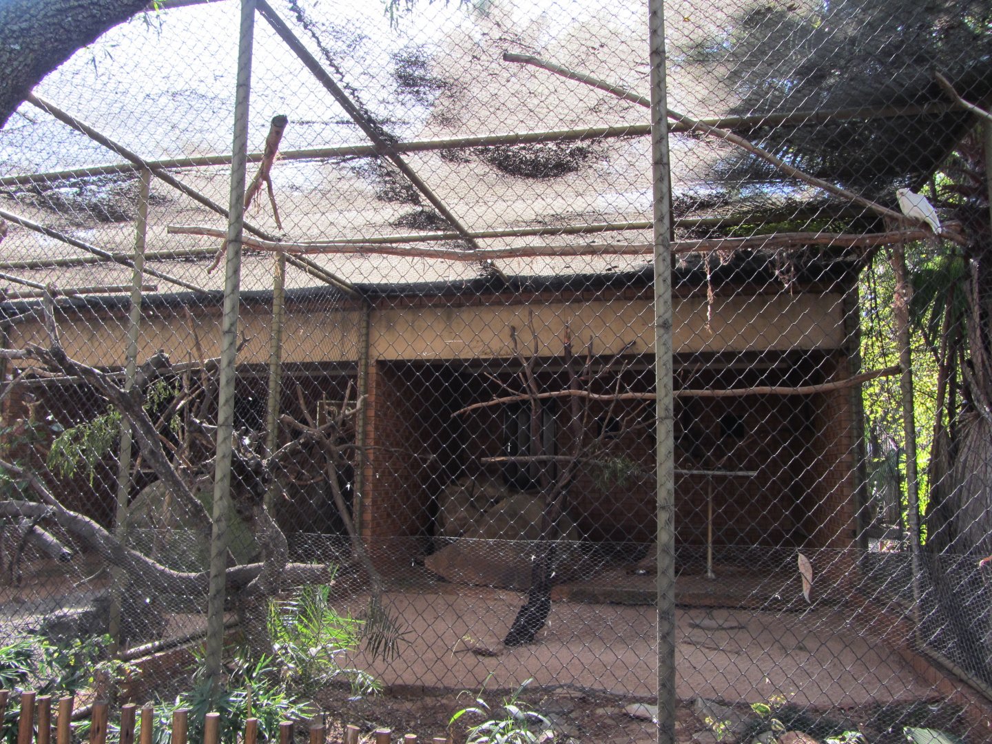 Little Corella Aviary